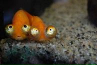 Фотография Замосковной Анастасии