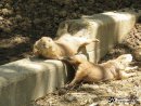 Анастасия Пучкова фотография #28 (источник - https://vk.com/id17161200)