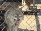 Фотография Соловьева Игоря