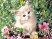 Фотография Федосеева Виктора