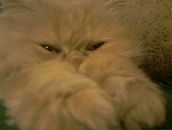 Фотография Петровой-Горлановой Ирины