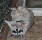 Фотография Михайловой-Пиголь Даши