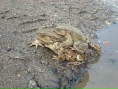 Фотография Артамоновой Надежды