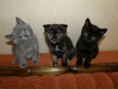 Фотография Киянской Елены