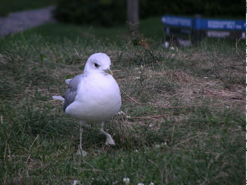 Сес Найтроуд фотография #32