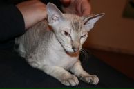 Фотография Барабашки Шазик