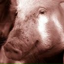 Фотография Громоффа Сергея