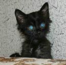 Фотография Ламана Николая