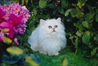 Світланка Ільницька фотография #2 (источник - https://vk.com/id131641685)