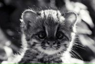 Данил Поляков фотография #26 (источник - https://vk.com/id82084047)