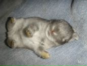 Фотография Крупенкова Дмитрия