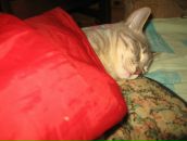 Фотография Зорина Алексея