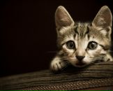 Фотография Зинковской Вероники