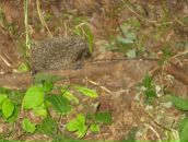 Фотография Синицына Андрея