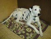 Антон Котов фотография #15 (источник - https://vk.com/id288997)