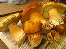 Василій Шаповал фотография #3 (источник - https://vk.com/id159924368)