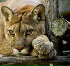 Фотография Пановой Оленьки