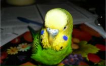 Христя Кілянська фотография #6 (источник - https://vk.com/id85881111)