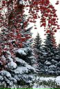 Ніна Стрілецька фотография #13 (источник - https://vk.com/id26486757)