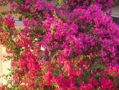 Фотография Клевин Инны