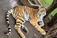 Фотография Царегородцевой Лилии