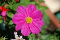 Фотография Интерьерный Декоратор Анастасии Дьяченко