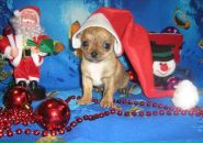 Фотография Игнатьевой Жанны