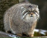 Фотография Кулькова Павла