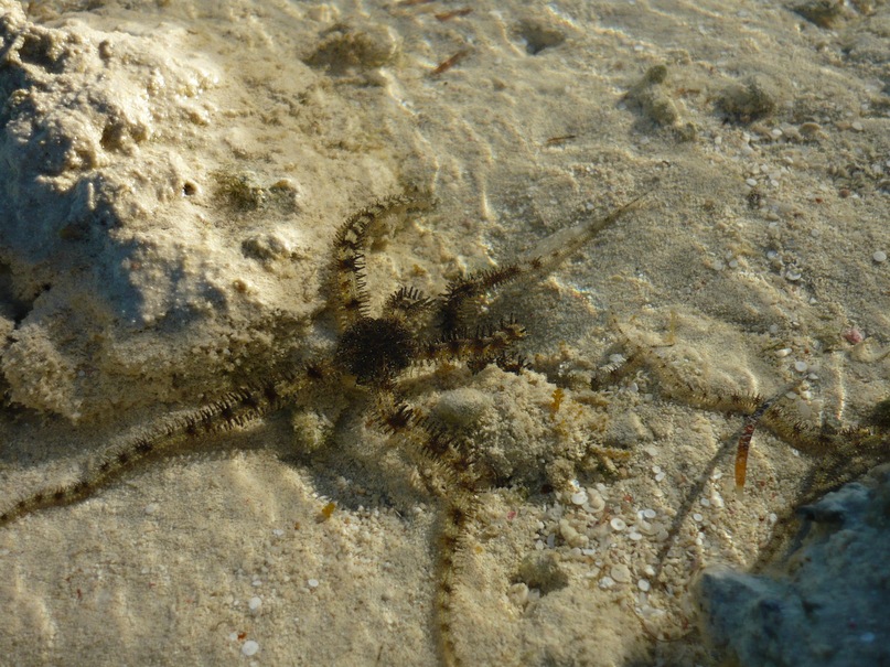 Андрей Савельев фотография #26
