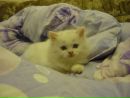 Doudou Dadou фотография #6 (источник - https://vk.com/id170355433)