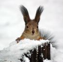 Фотография Лузгачева Андрея