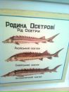 Віталік Пасєка фотография #19 (источник - https://vk.com/id63623114)