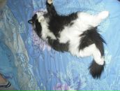 Сергей Степанян фотография #27 (источник - https://vk.com/id3771185)