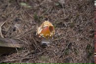 Теа Хільманович фотография #20 (источник - https://vk.com/id7881586)