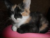 Фотография Дорохиной Яны