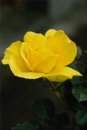 Ірина Котик фотография #28 (источник - https://vk.com/id138083387)