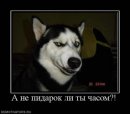 Руслан Пашаєв фотография #9 (источник - https://vk.com/id38958669)