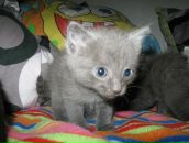 Нэтэли Смитт фотография #15 (источник - https://vk.com/id2980145)