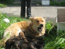 Наті Клубнічка фотография #42 (источник - https://vk.com/id21294913)