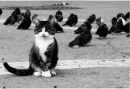 Богдан Колібко фотография #27 (источник - https://vk.com/id141212895)