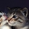 Уляночка Матвіїв фотография #6 (источник - https://vk.com/id139739885)