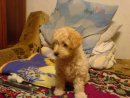 Вікуся Новак фотография #2 (источник - https://vk.com/id53272808)