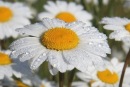 Фотография Сливы Екатерины