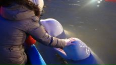 Фотография Деревянко Агаты