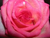 Фотография Едемской Оли