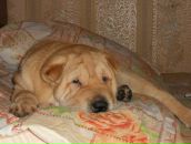 Фотография Тихомировой Анастасии