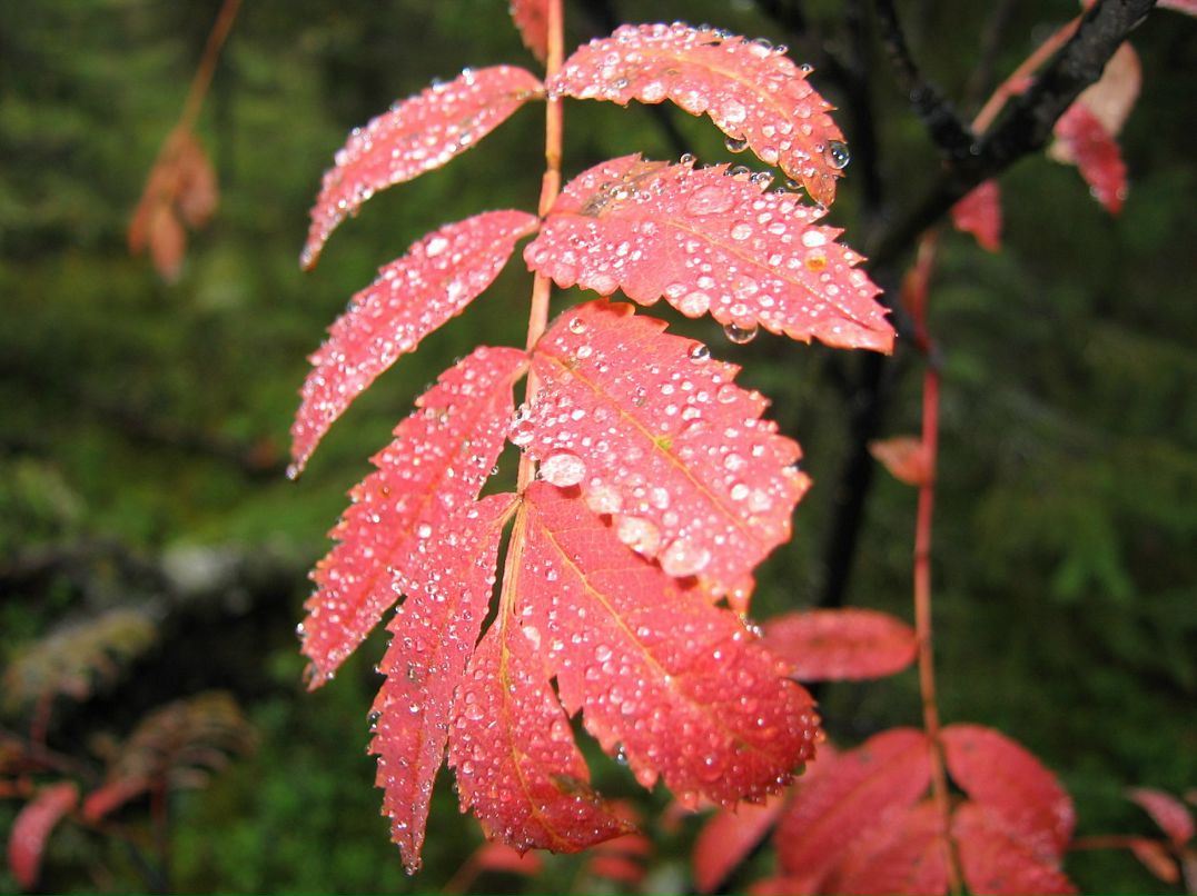 Антон Щекал фотография #42