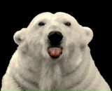 Фотография Донских Екатерина