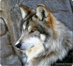 Станислав Громов фотография #21 (источник - https://vk.com/id60222027)