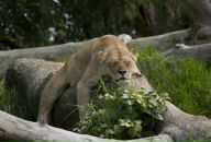 Іра Волинюк фотография #47 (источник - https://vk.com/id16112911)